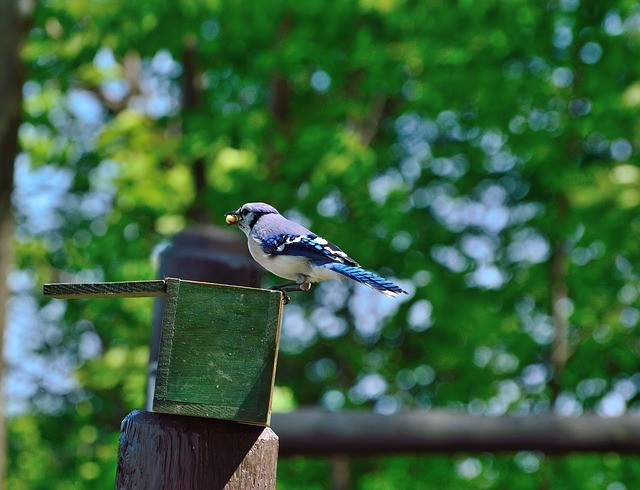 blue-jay-354078_640