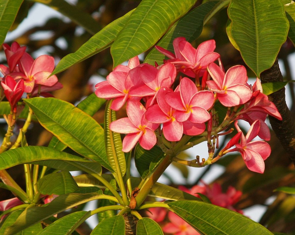 flowers in parks 