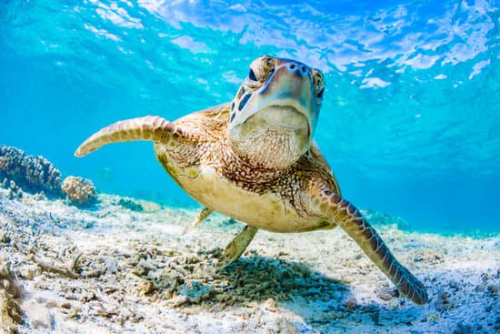 Gumbo Limbo Park