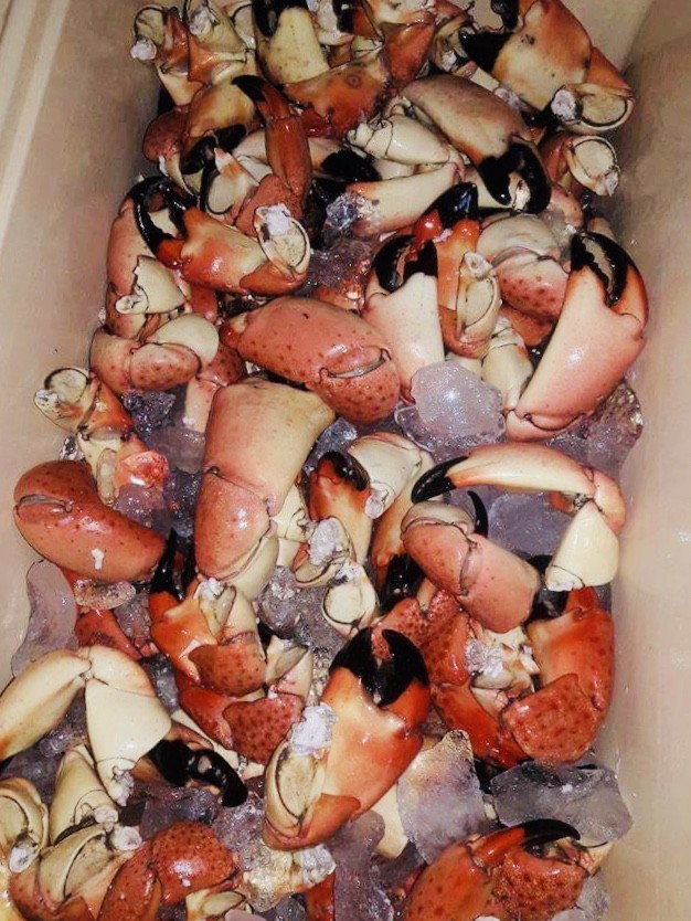 stone crabs