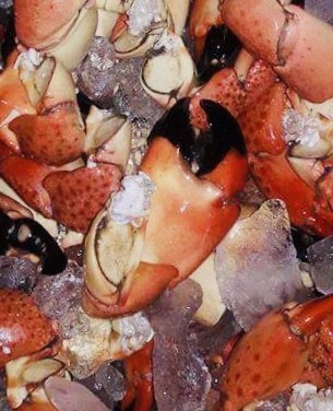 stonecrab2
