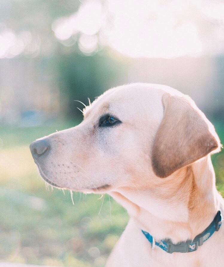 Our Yellow Lab Brody 