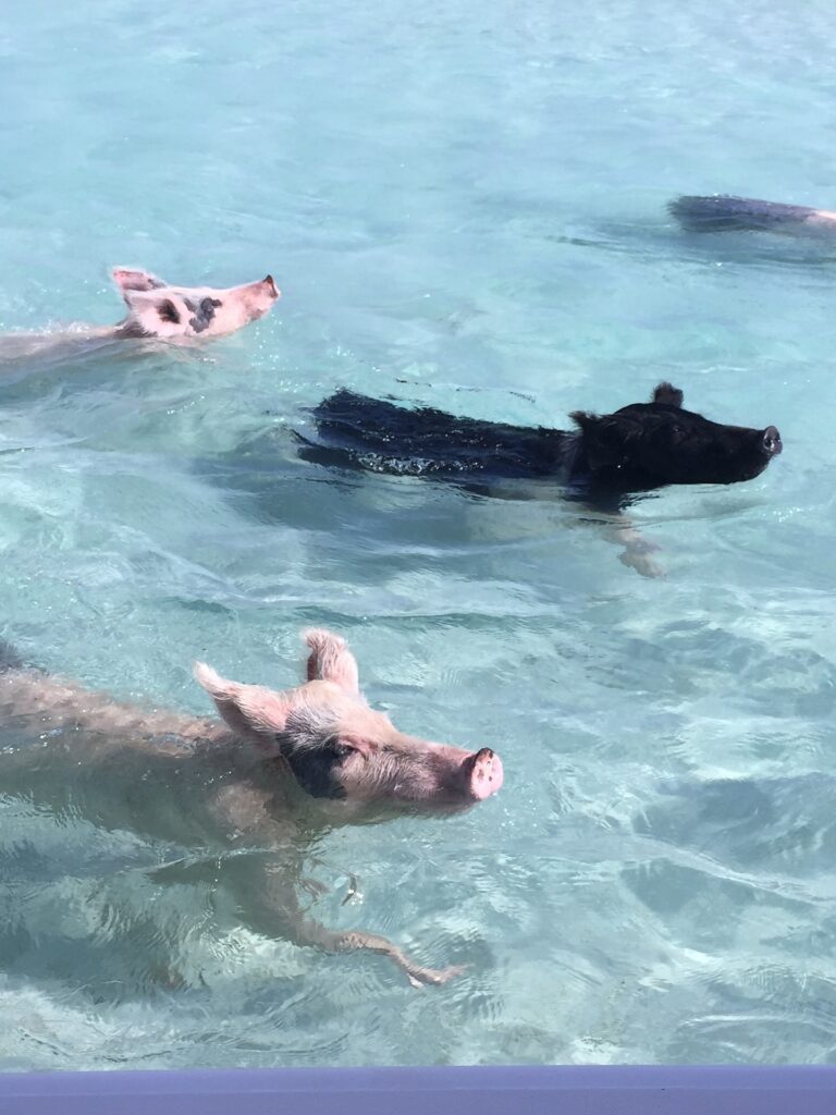 Bahamian Pigs Swim