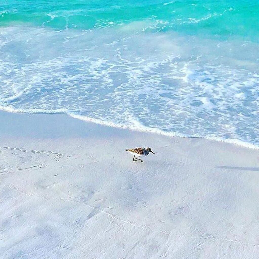 Birds at the beach