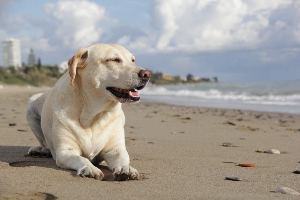 Moving to Boca Raton Enjoy the Dog Park and Dog Beach 
