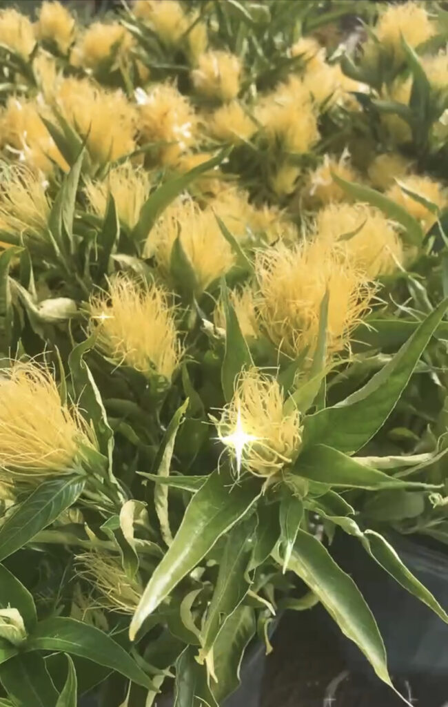 Yellow Flowers 