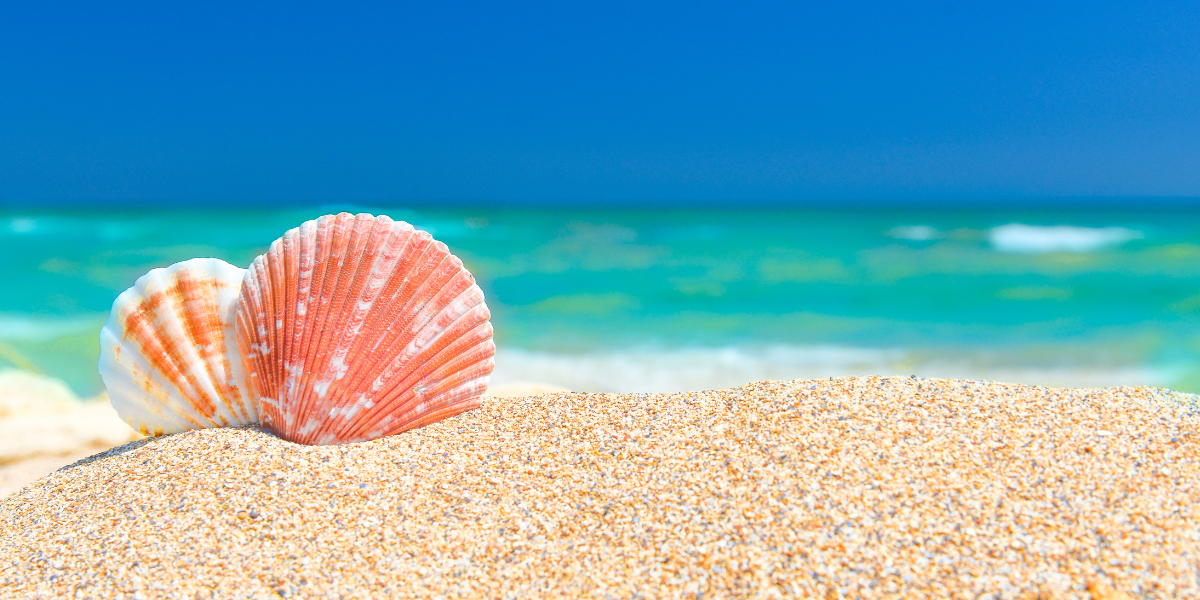Beach and Sea Shells