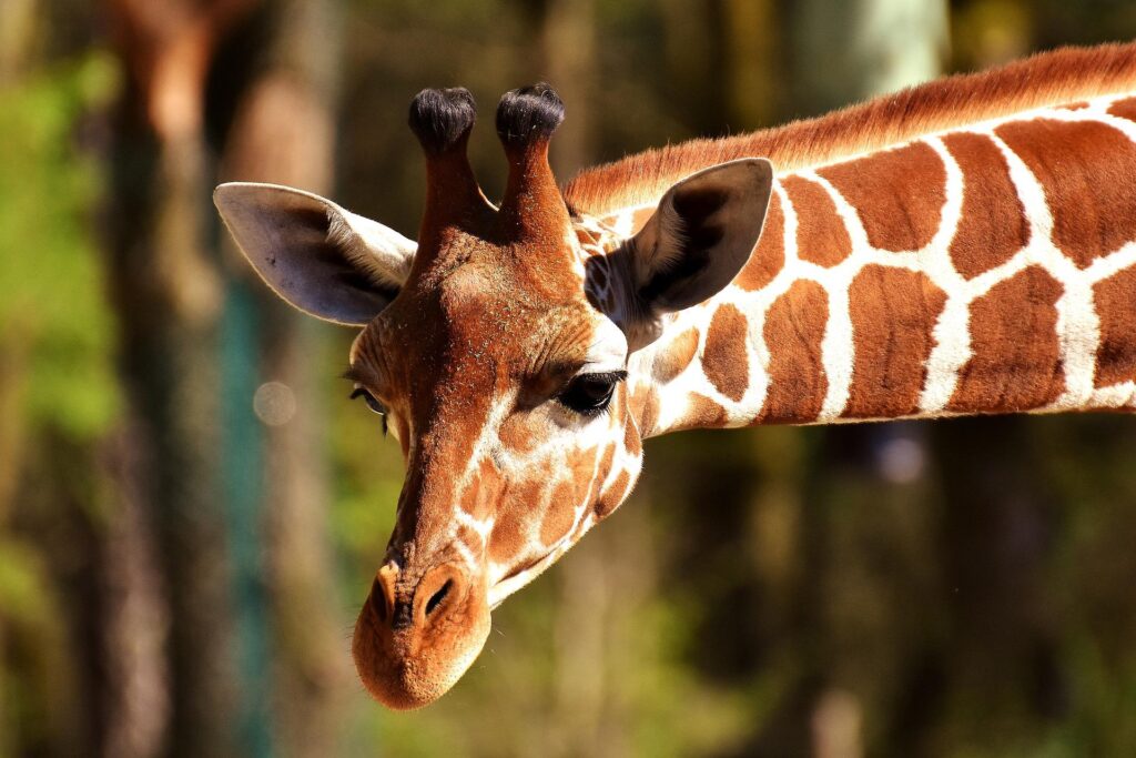 Giraffe and Zoo