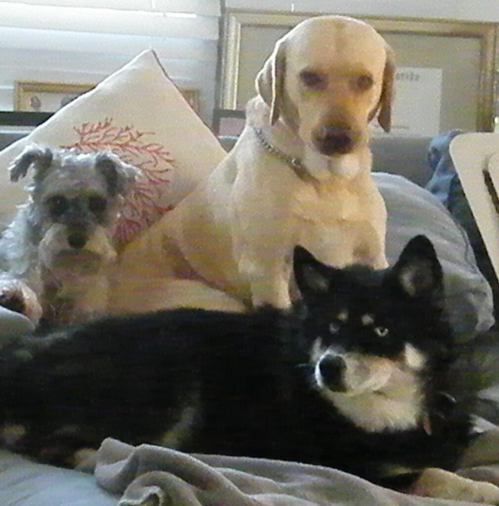 Bella, Buff and Bimini rescue dogs