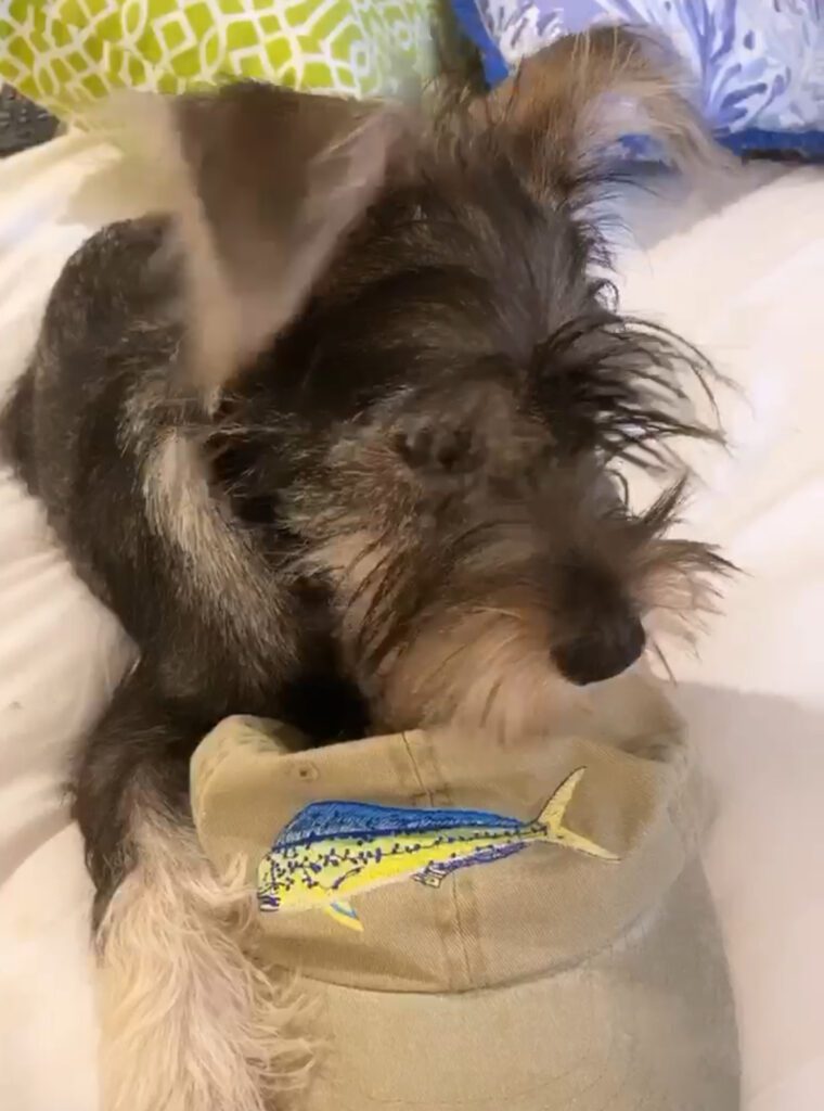 Bennie mini schnauzer